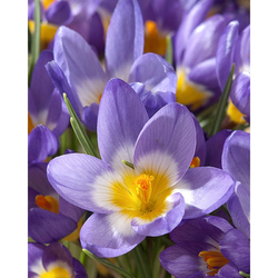 Crocus Sieberi Tricolor - 15 ks Crocus Sieberi Tricolor - 15 ks