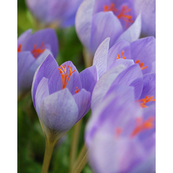 Crocus Speciosus - Šafránový krokus - 10 ks Crocus Speciosus - Šafránový krokus - 10 ks
