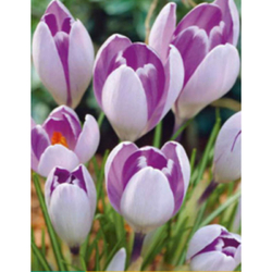 Crocus Vanguard - 10 ks Crocus Vanguard - 10 ks
