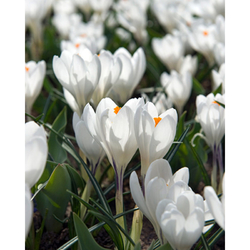 Crocus Jeanne d'Arc - 10 ks Crocus Jeanne d'Arc - 10 ks