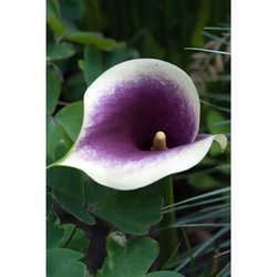 Kala - (Kornoutice) Zantedeschia PICASSO - květ