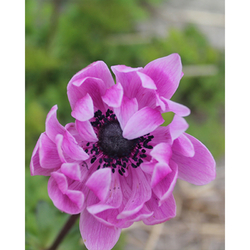 Sasanka Anemone Coronaria Sylphide - květ