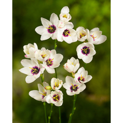 Duhovnice (Ixia) SPOTLIGHT - květ