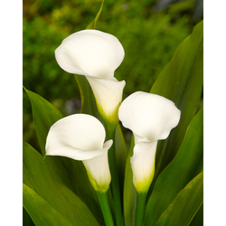 Kala - (Kornoutice) Zantedeschia CRYSTAL CLEAR - květ