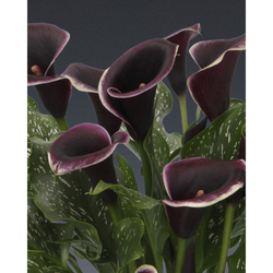 Kala - (Kornoutice) Zantedeschia DUBAI NIGHTS - květ