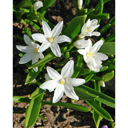 Chionodoxa Luciliae Alba - 20 ks