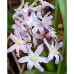 Chionodoxa Pink Giant - 15 ks