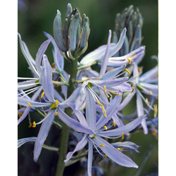 Camassia Camassia Cusickii - květ