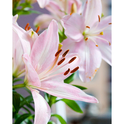 Lilie - Asiatic Pink - květ