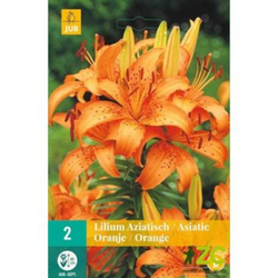 Lilie - Asiatic Orange - 2 ks