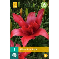 Lilie - BALD EAGLE - 1 ks