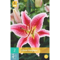 Lilie - Lilie STARGAZER - 2 ks