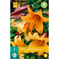 Lilie - AFRICAN QUEEN - 1 ks