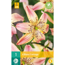 Lilie - CORSAGE - 1 ks