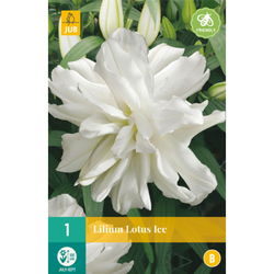 Lilie - LOTUS ICE - 1 ks