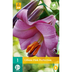 Lilie - PINK PERFECTION - 1 ks