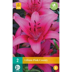 Lilie - PINK COUNTY - 2 ks