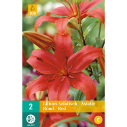 Lilie - Asiatic Red - 2 ks Lilie - Asiatic Red - 2 ks
