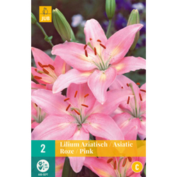 Lilie - Asiatic Pink - 2 ks