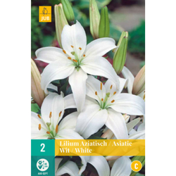 Lilie - Asiatic White - 2 ks