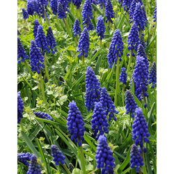 Muscari Armeniacum - 20 ks