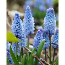 Muscari Azureum - 10 ks
