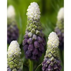 Muscari Grape Ice - 7 ks