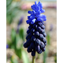 Muscari Latifolium - 15 ks