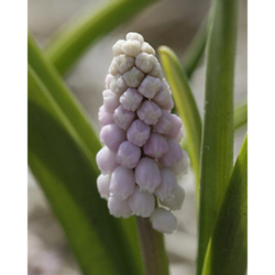 Muscari Pink Sunrise - 3 ks