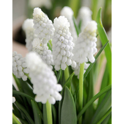 Muscari White Magic - 15 ks