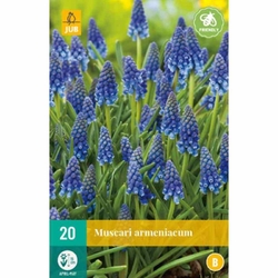 Muscari Armeniacum - 20 ks