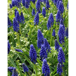 Taška - Bulb Garden Mix - Muscari armeniacum