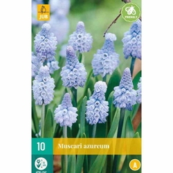 Muscari Azureum - 10 ks