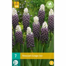 Muscari Grape Ice - 7 ks