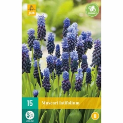 Muscari Latifolium - 15 ks