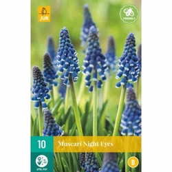 Muscari Night Eyes - 10 ks