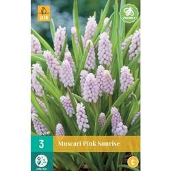 Muscari Pink Sunrise - 3 ks