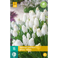 Muscari White Magic - 15 ks