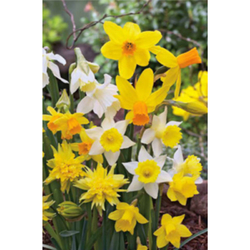 Narcis - Botanical Mix - květy