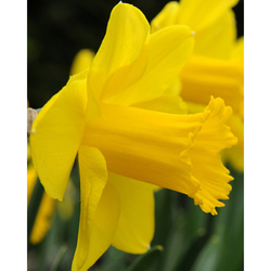 Narcis - Carlton - květ