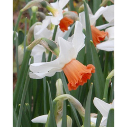 Narcis - Charming Lady - květ