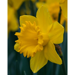 Narcis - Dutch Master - květ