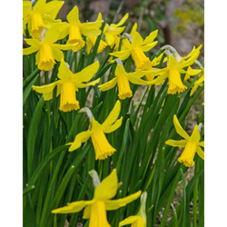 Narcis - February Gold - květ