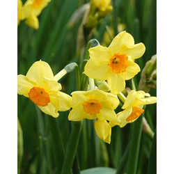 Narcis - Golden Dawn - květ