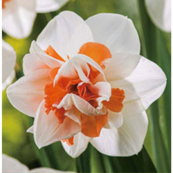 Narcis - Replete - květ