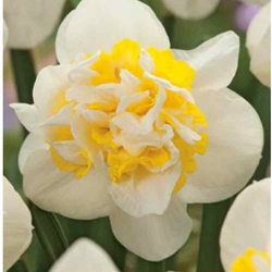 Narcis - Double Mix - narcis Westward