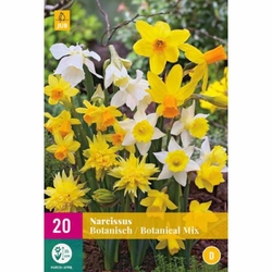 Narcis - Botanical Mix - 20 ks