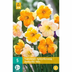 Narcis - Butterfly Mix - 5 ks