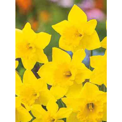 Narcis - Carlton - květy