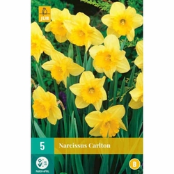 Narcis - Carlton - 5 ks